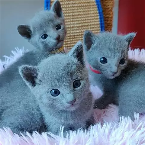 $400 : Super Russian Blue Kittens image 1