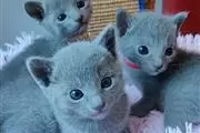 Super Russian Blue Kittens en Cleveland