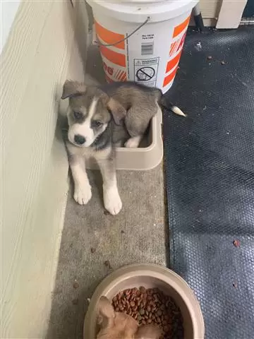 Puppies image 3