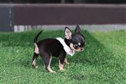 CHIHUAHUA EN VENTA en Los Angeles