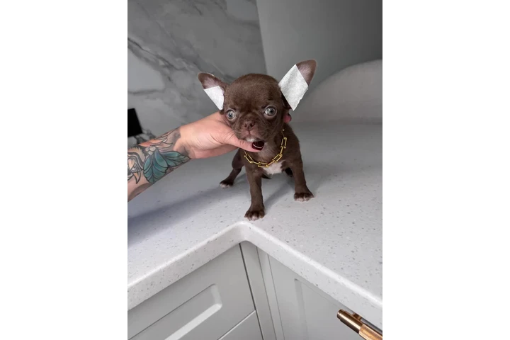 $300 : Teacup Chihuahua puppies image 1