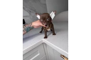 Teacup Chihuahua puppies en New York