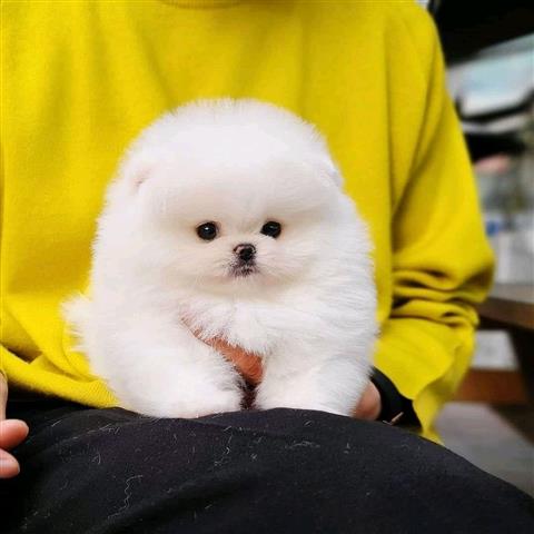 $300 : Pomeranian puppies image 2
