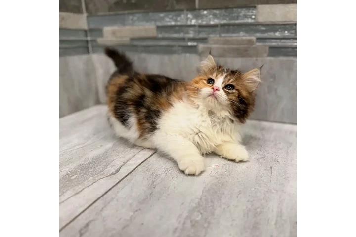 $400 : Ragamuffin cats image 5