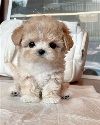 $350 : MALTIPOO EN VENTA image 1