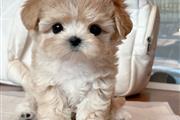 MALTIPOO EN VENTA en Palm Springs