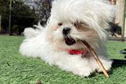 $250 : Cachorro Maltés Para Adopció. thumbnail