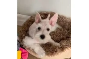 $2600 : MINI SCHNAUZER PUPPY thumbnail