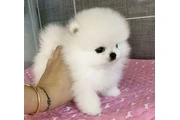 Pomeranian puppies en San Juan