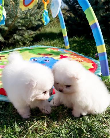 $500 : Teacup pomeranian puppies image 4