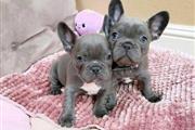 $500 : Cachorros de bulldog francés thumbnail