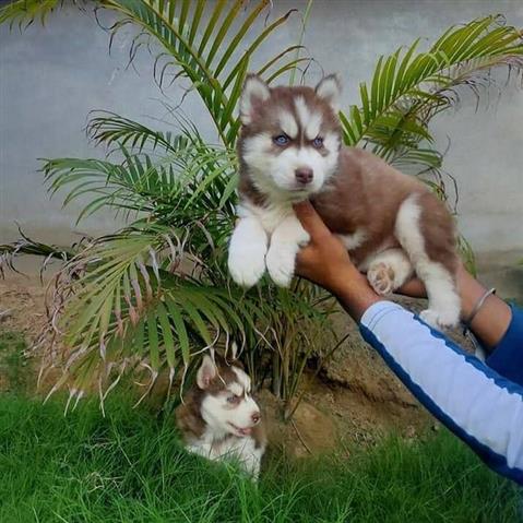 $500 : Siberian Husky puppies image 2
