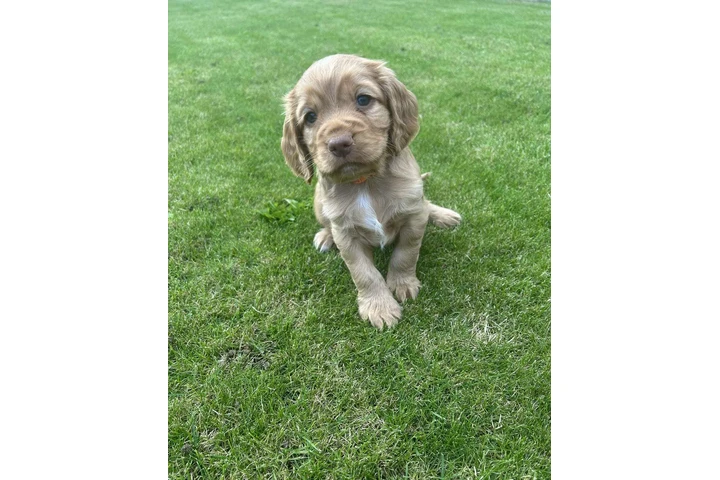 Cocker spaniel puppies image 2