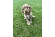 Cocker spaniel puppies thumbnail