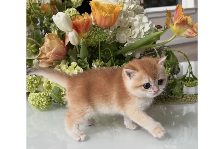 $250 : British shorthair  For Sale image 1