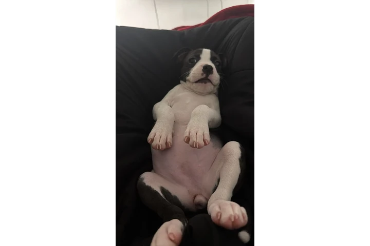 $600 : Venta de American pitbull image 4