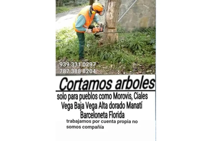 Cortamos árboles image 1