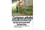 Cortamos árboles en Arecibo