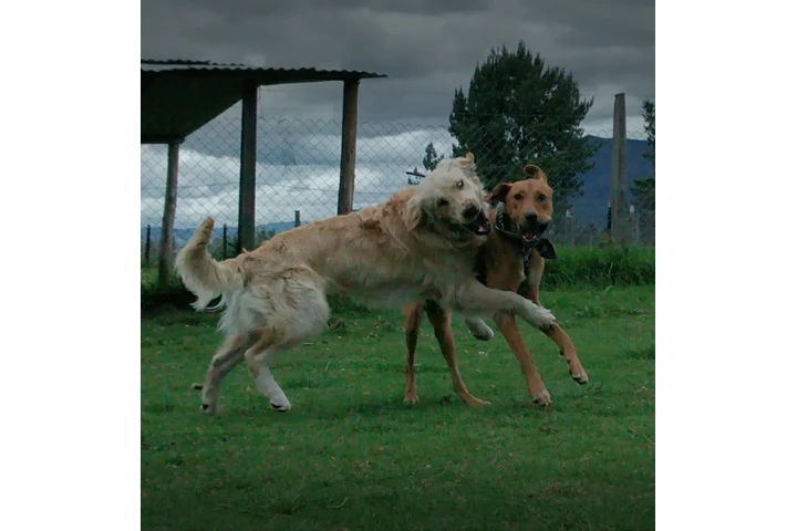 Instructor canino image 6
