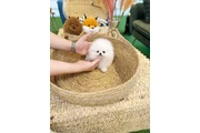 $300 : Pomeranian puppies thumbnail
