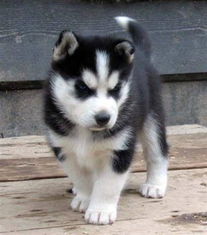 $600 : Excellent Siberian Husky Pup. image 1