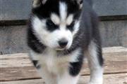 $600 : Excellent Siberian Husky Pup. thumbnail