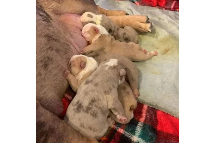 $350 : BULLDOG INGLÉS EN VENTA image 5