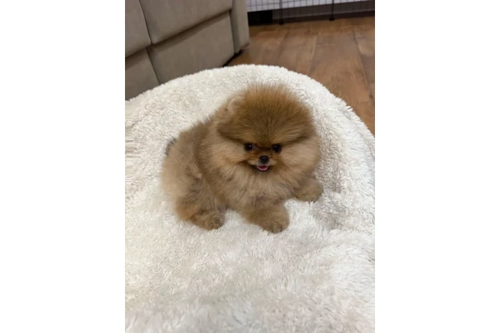 $350 : Pomerania en venta image 2