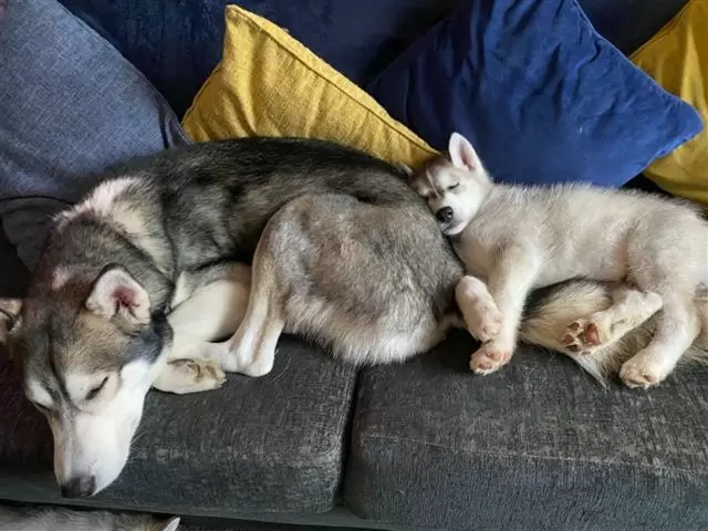 $400 : Purebred Siberian Husky Puppie image 1