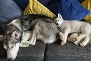Purebred Siberian Husky Puppie en Madison WV