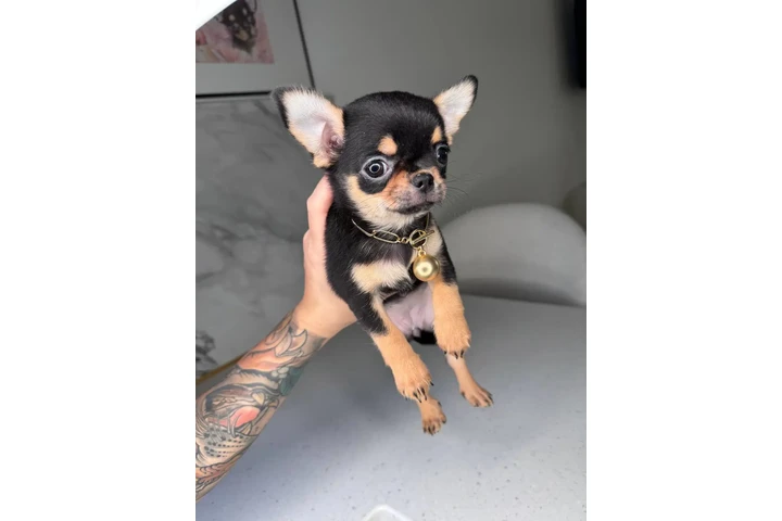 $300 : Teacup Chihuahua puppies image 2