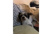 Perrito en Adopcion en Los Angeles