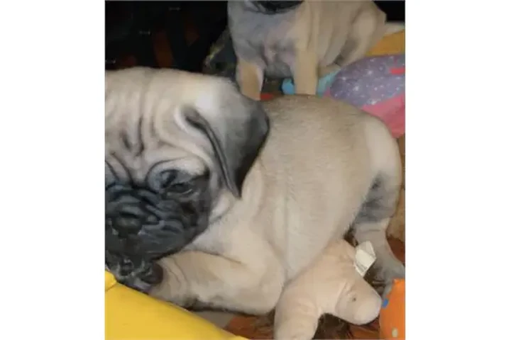 $350 : Pug taza de té para la venta image 1