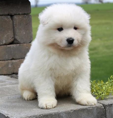 $550 : Samoyed puppies ready for sale image 3