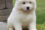 $550 : Samoyed puppies ready for sale thumbnail