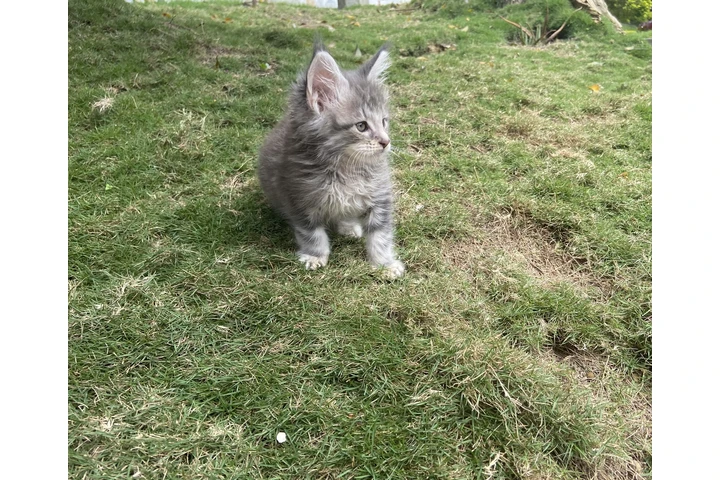 $4000000 : Babys Maine Coon Gatitos image 1