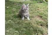 Babys Maine Coon Gatitos en Medellin