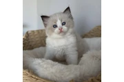 $250 : Cute Ragdoll for sale thumbnail