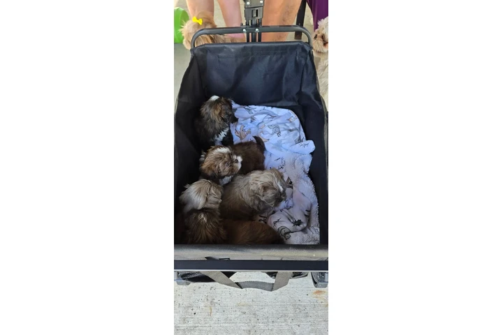 $350 : Cachorros Shihtzu en venta image 1