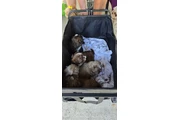 Cachorros Shihtzu en venta en Columbia