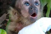 $1400 : Beautiful capuchin babies thumbnail