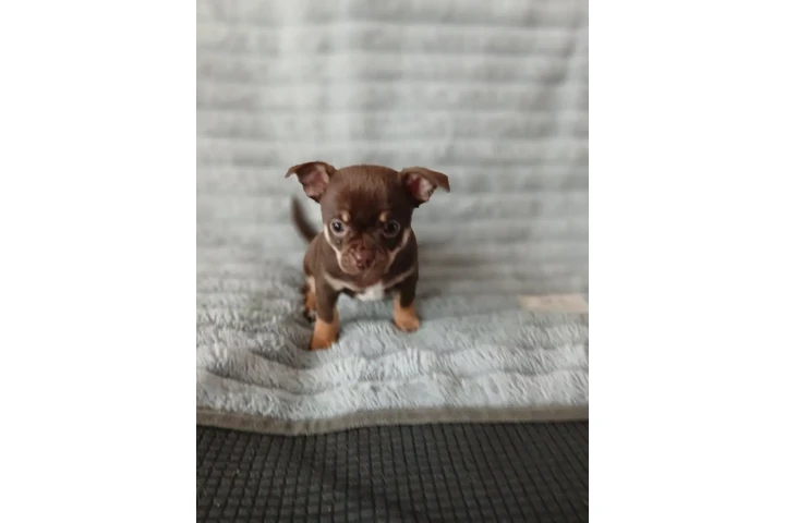 $400 : Adorable Chihuahua en Venta image 1