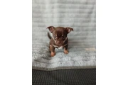 $400 : Adorable Chihuahua en Venta thumbnail
