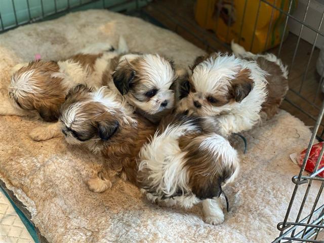 $500 : Adorable shih tzu puppies image 3