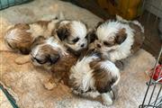 $500 : Adorable shih tzu puppies thumbnail