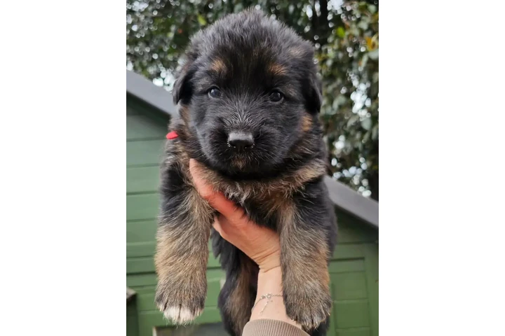 $350 : cachorros de pastor alemán image 2