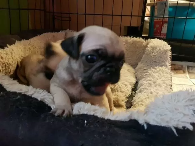 $450 : Stunning pug puppies image 2