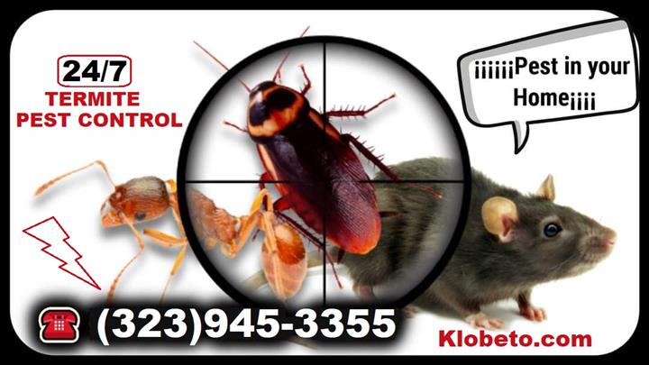 PEST CONTROL SERVICES NEAR ME. image 3