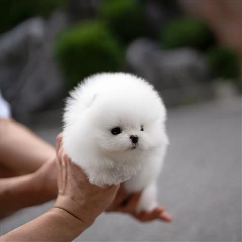 $400 : Mini Teacup Pomeranian puppy image 5