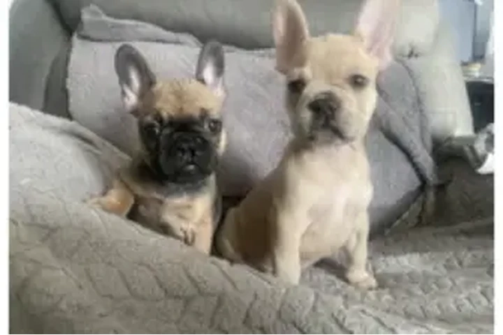 $1100 : FRENCH BULL DOG PUPPIES 8 wks image 4